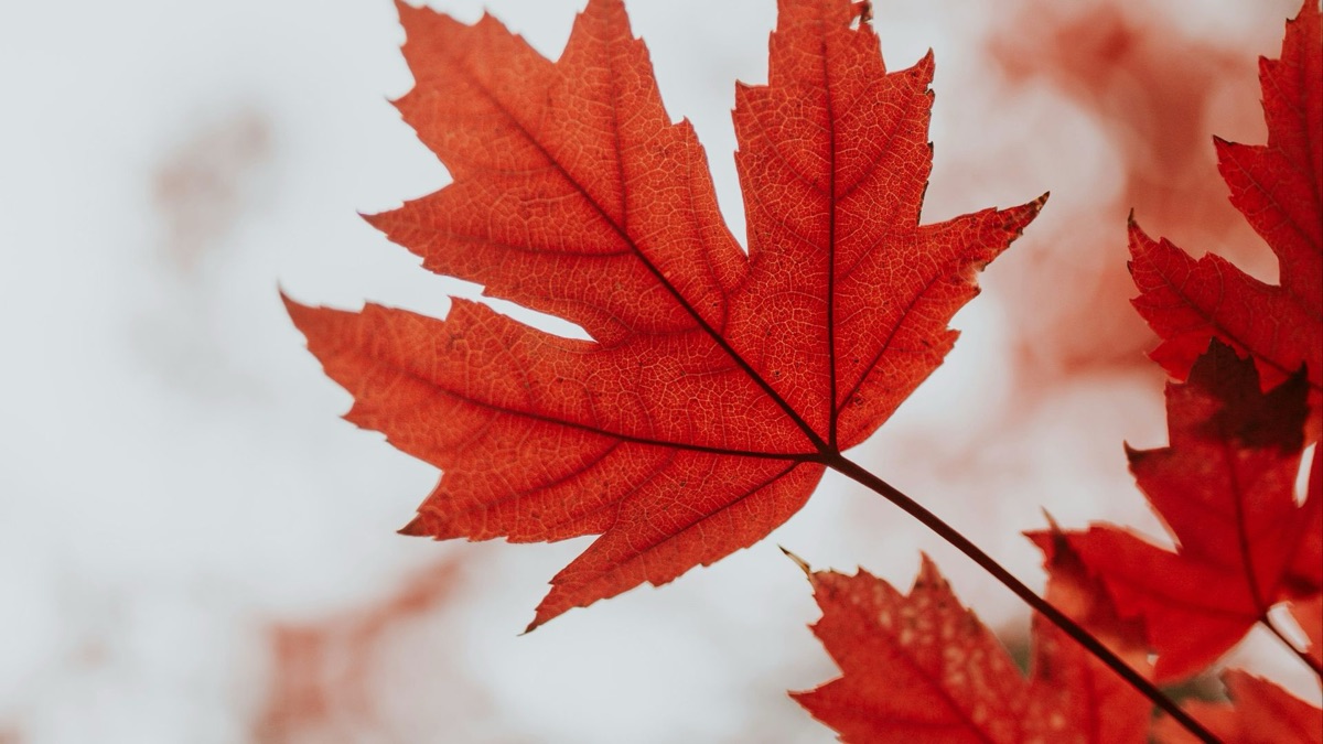 5 Beautiful Trees You Might See In Your Local Park