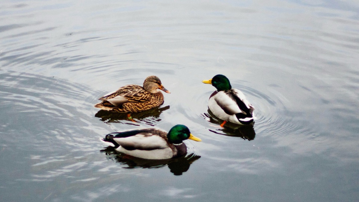 5 Animals You'll See More Often With Spring Around The Corner