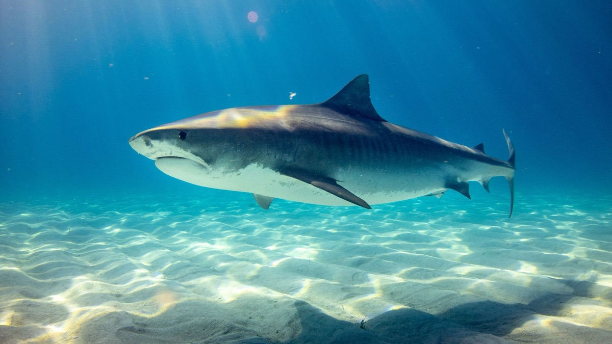 5 Reasons You Should Stop Fearing Sharks