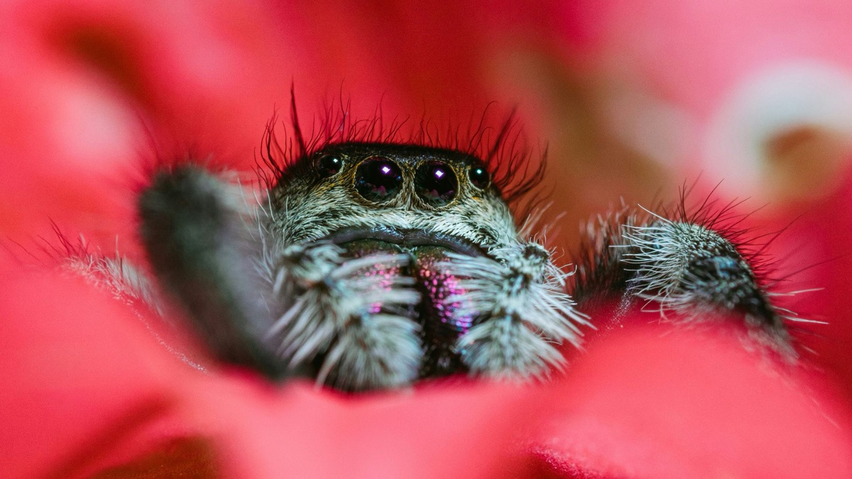 5 Hilarious Mating Rituals In The Animal Kingdom