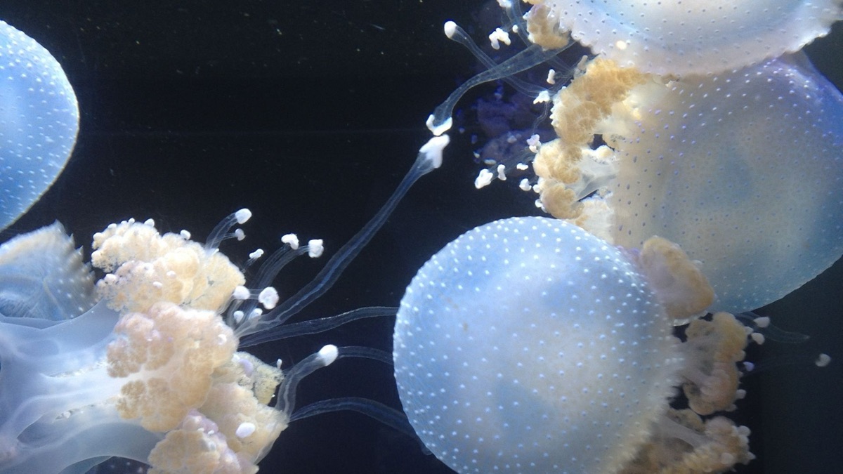 5 Different Species Of Jellyfish That Captivate Divers