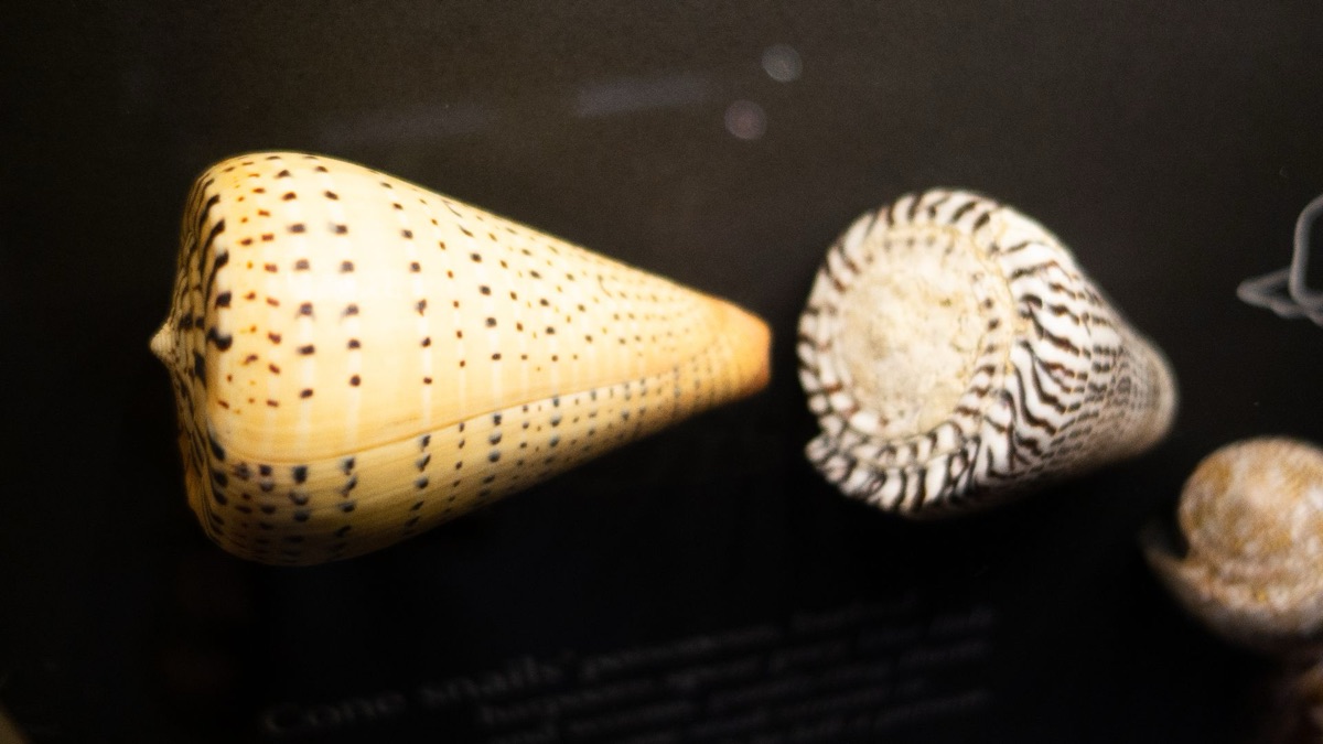 The 5 Scariest Creatures You’ll Only Find In Australia