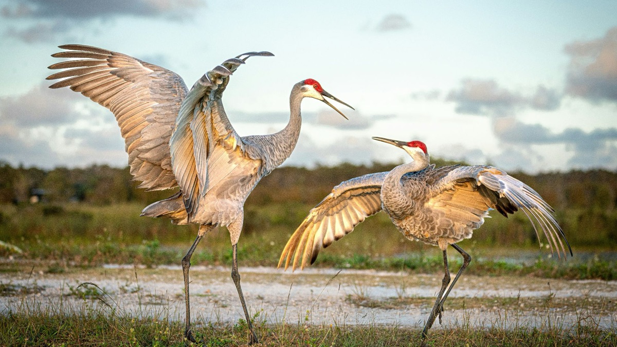 5 Hilarious Mating Rituals In The Animal Kingdom