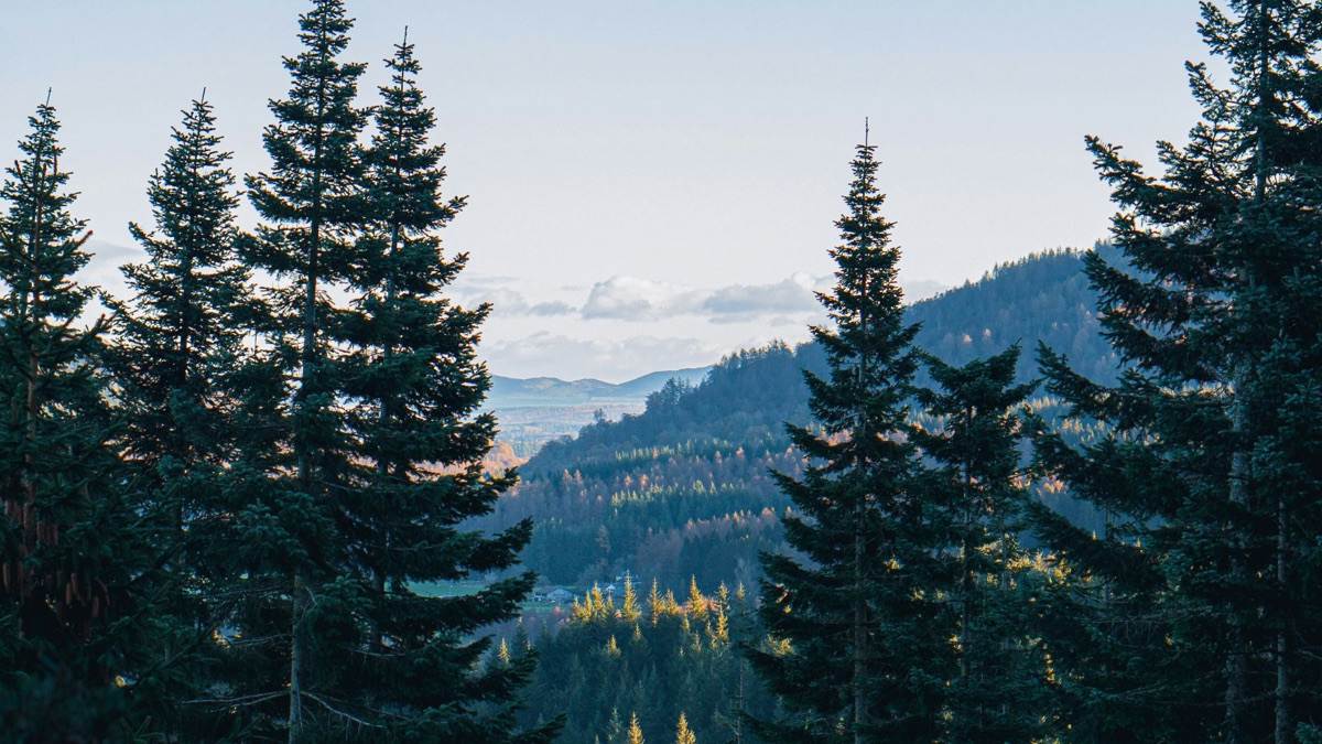 5 Beautiful Trees You Might See In Your Local Park