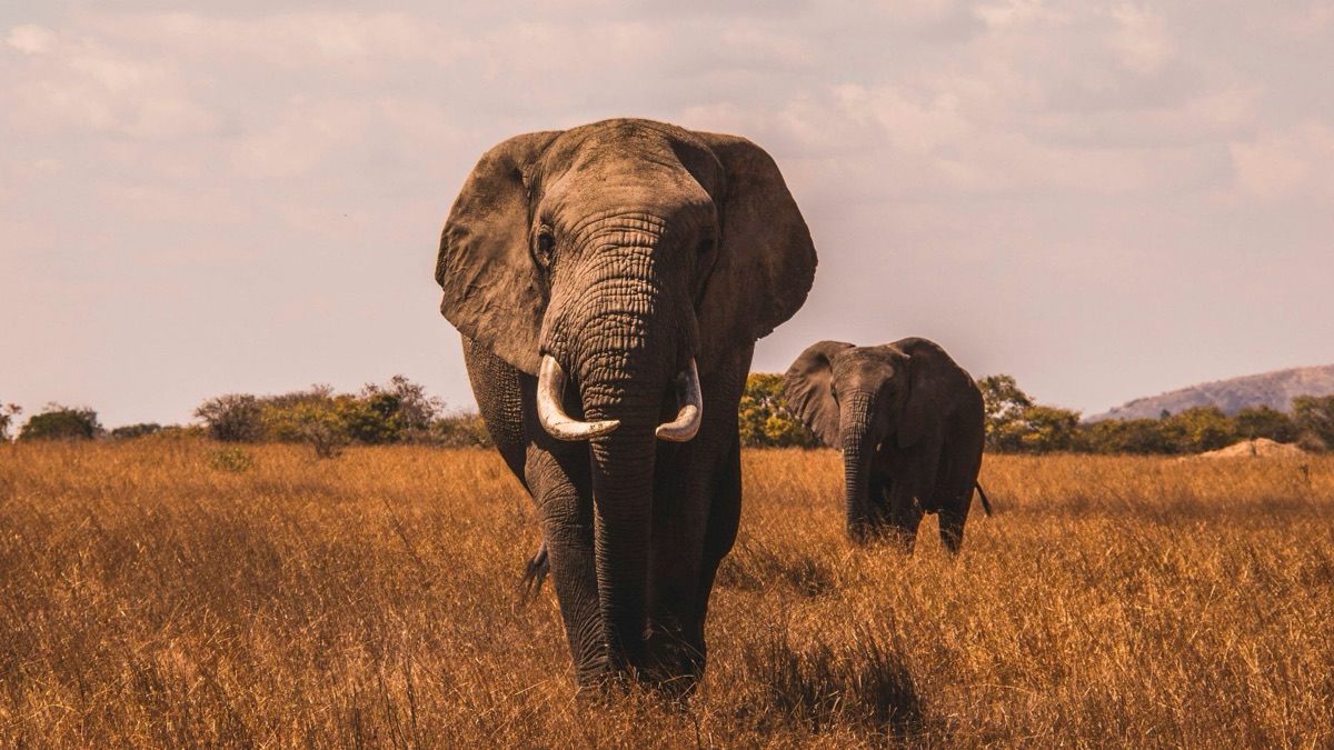 5 Reasons You Should Go To A Safari