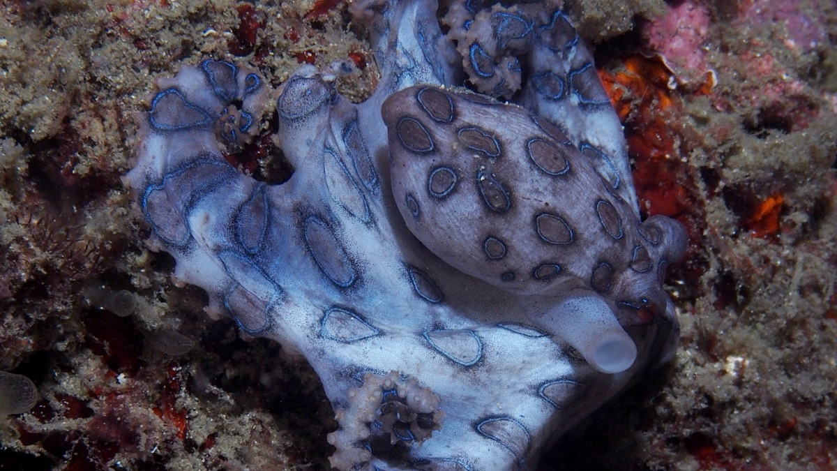 The 5 Scariest Creatures You’ll Only Find In Australia