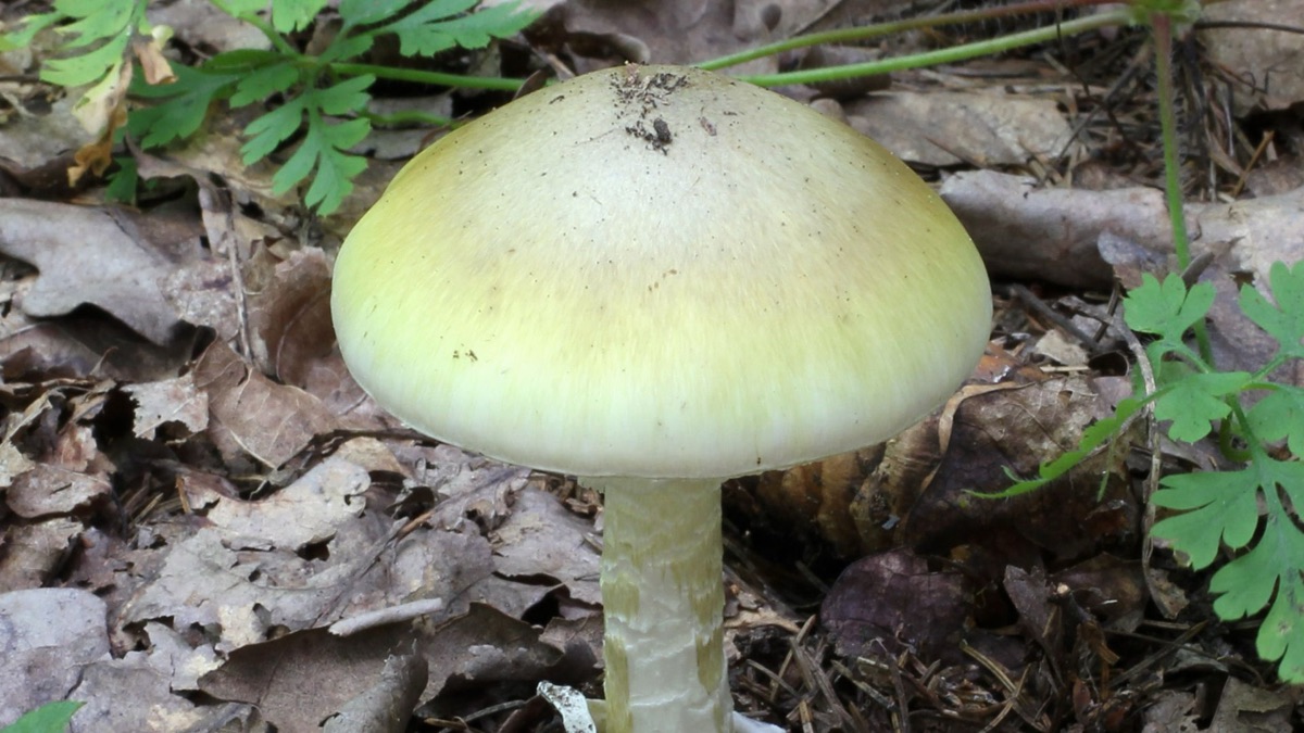 The 5 Most Poisonous Mushrooms In The World