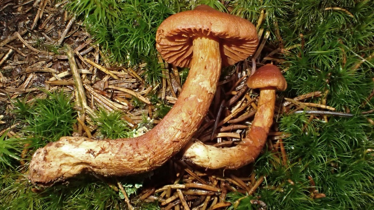The 5 Most Poisonous Mushrooms In The World