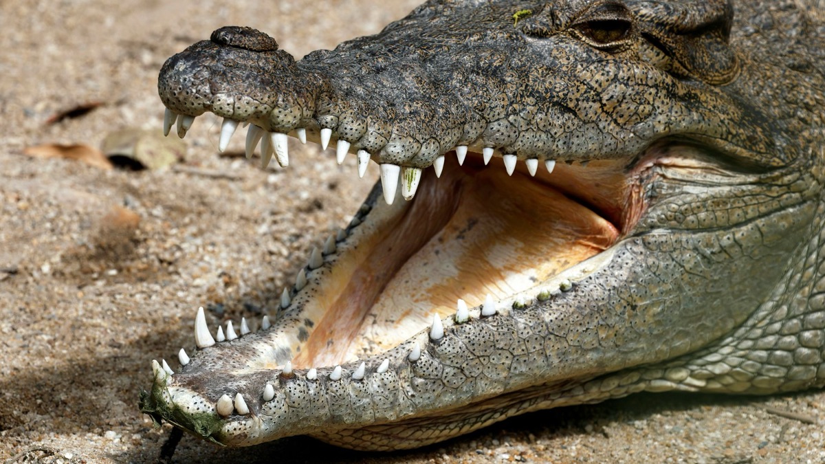 The 5 Scariest Creatures You’ll Only Find In Australia