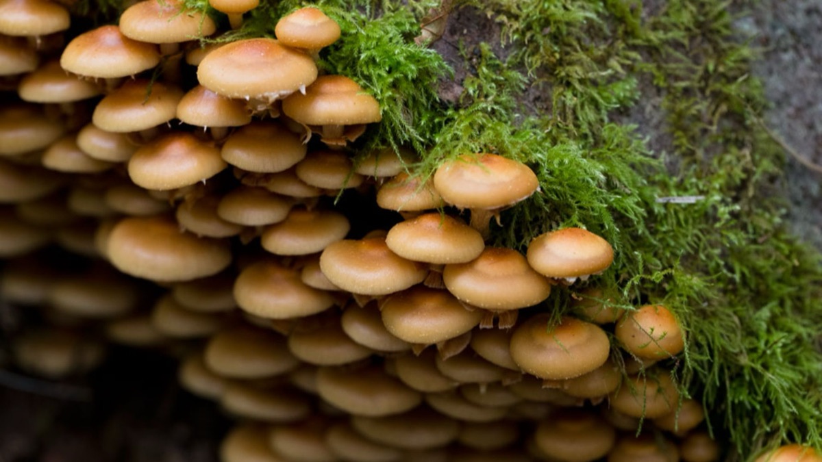 The 5 Most Poisonous Mushrooms In The World