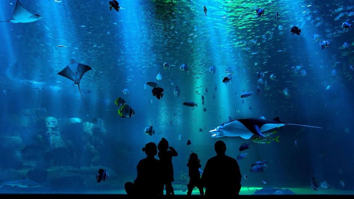 5 Reasons You Should Stop Going To Aquariums