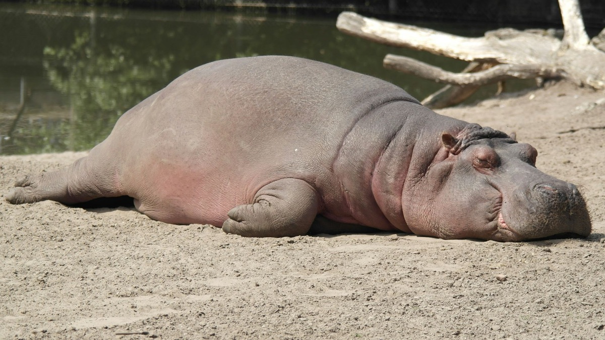 5 Hilarious Mating Rituals In The Animal Kingdom