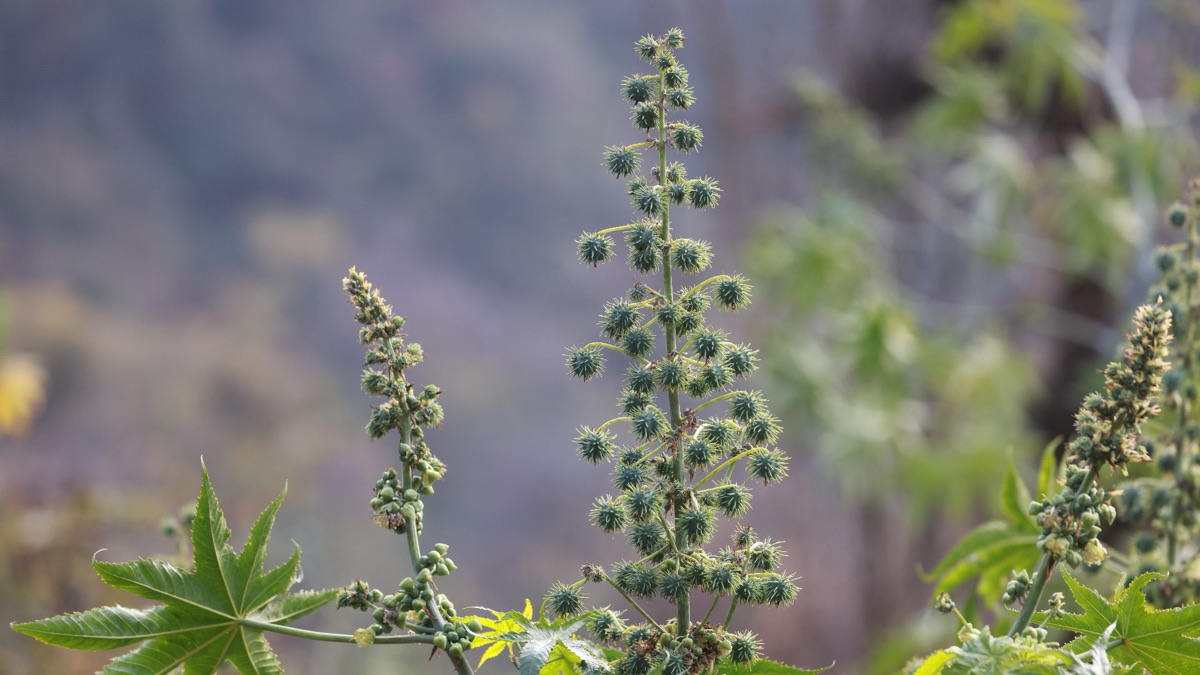 5 Poisonous Plants To Watch Out For