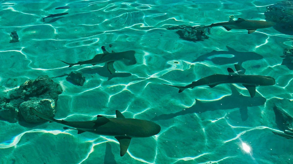 5 Reasons You Should Stop Fearing Sharks