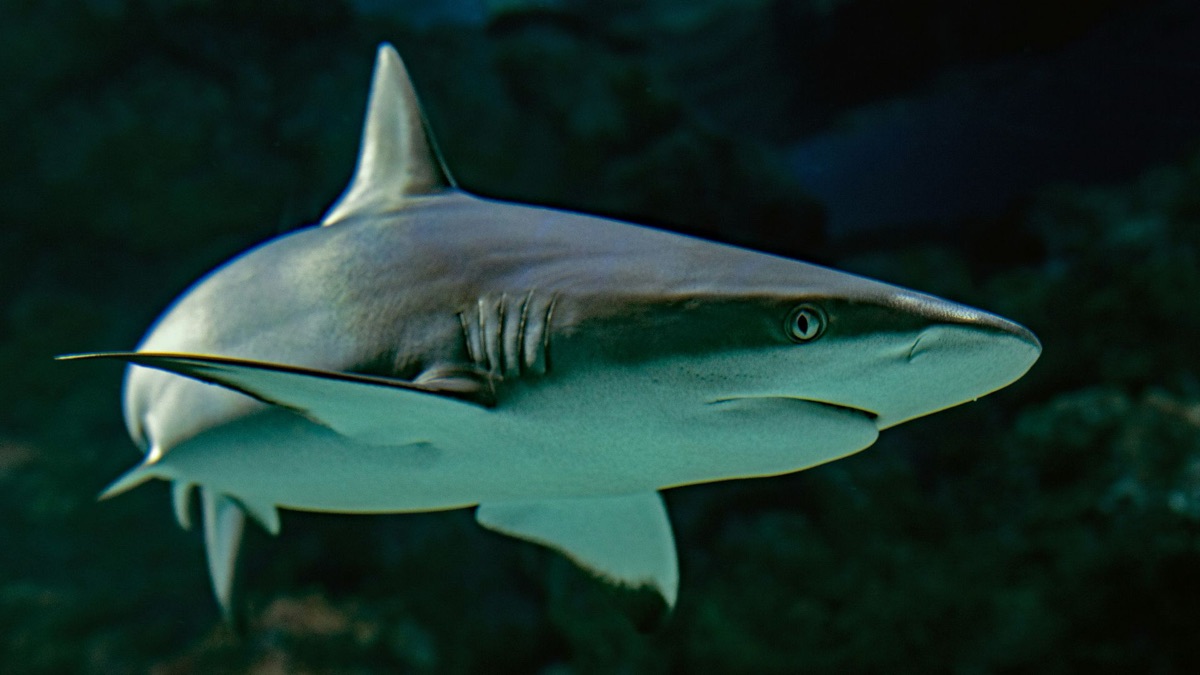 5 Reasons You Should Stop Fearing Sharks
