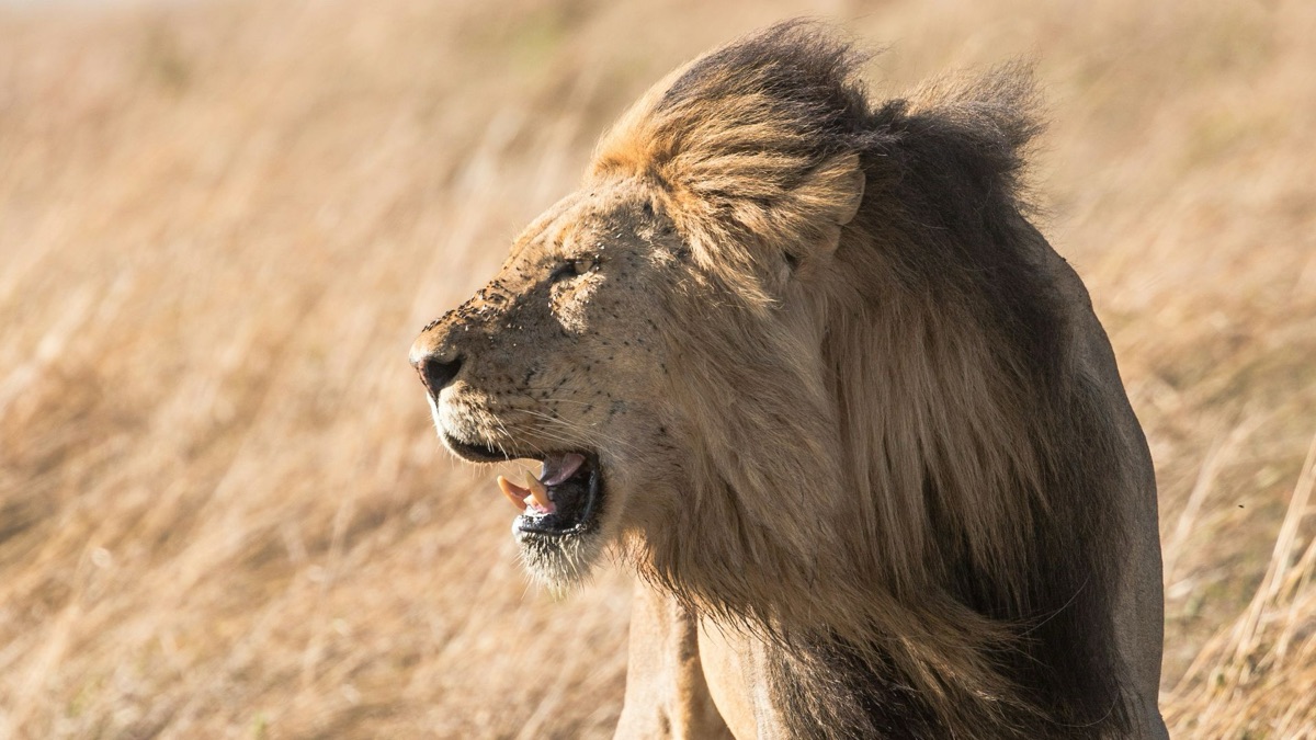 5 Animals That Can Survive In The Desert
