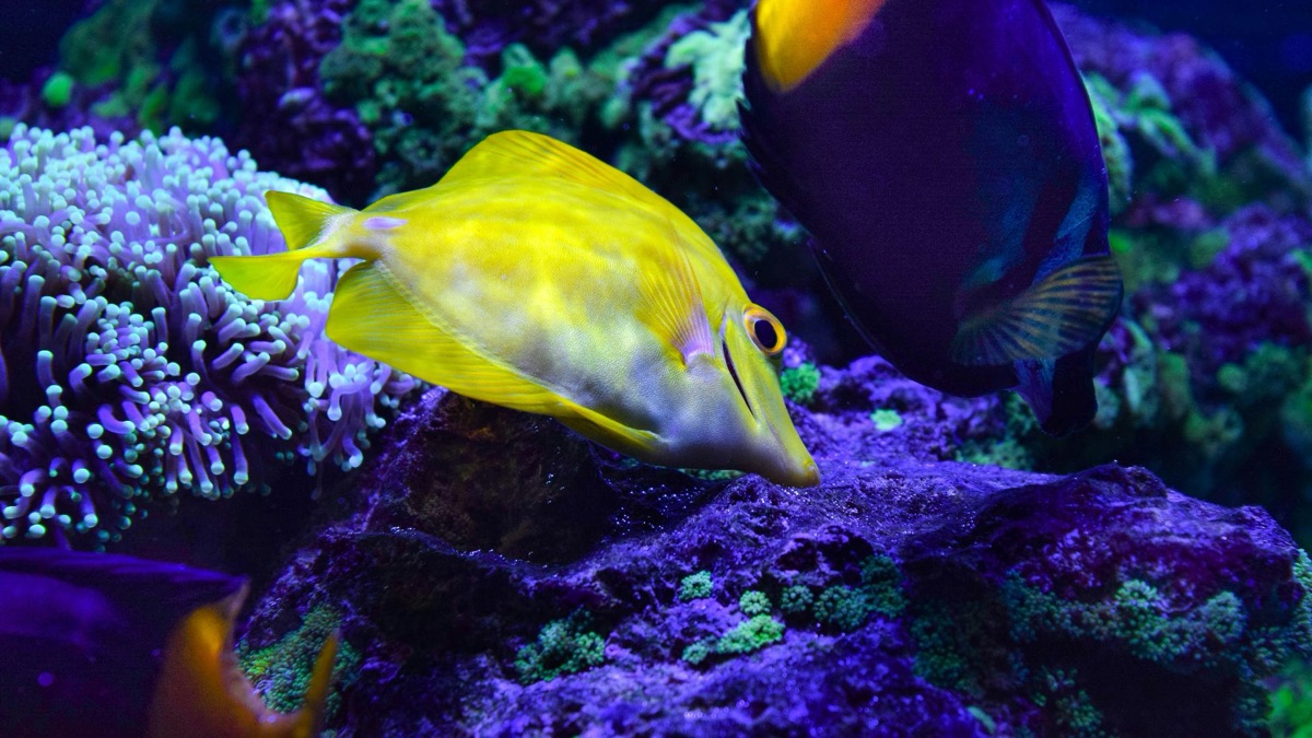 5 Reasons You Should Stop Going To Aquariums