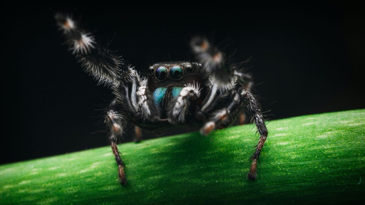 5 Hilarious Mating Rituals In The Animal Kingdom