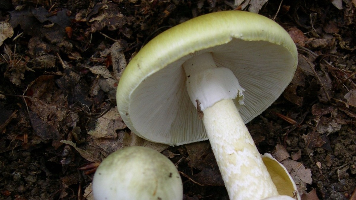 The 5 Most Poisonous Mushrooms In The World