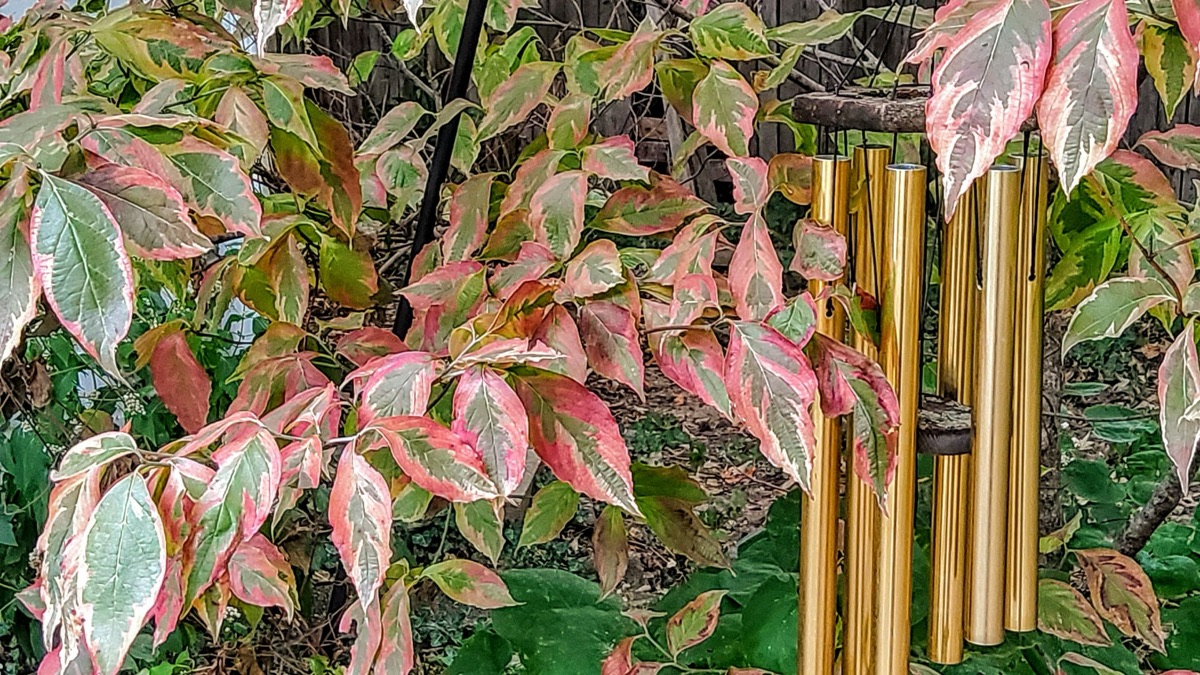 The 5 Most Beautiful Leaves To Add To Your Autumn Collection