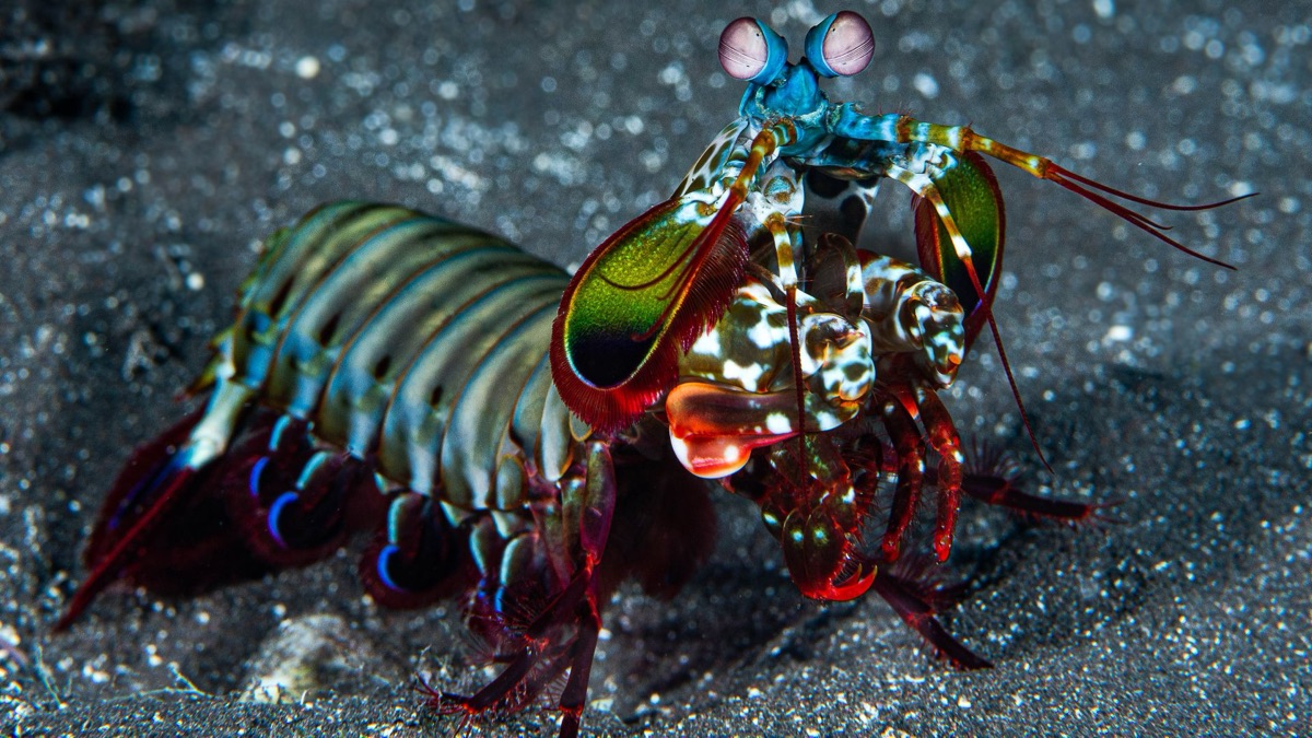The 5 Most Colorful Oceanic Creatures