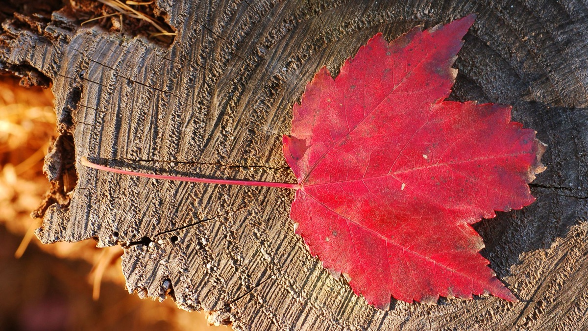 The 5 Most Beautiful Leaves To Add To Your Autumn Collection