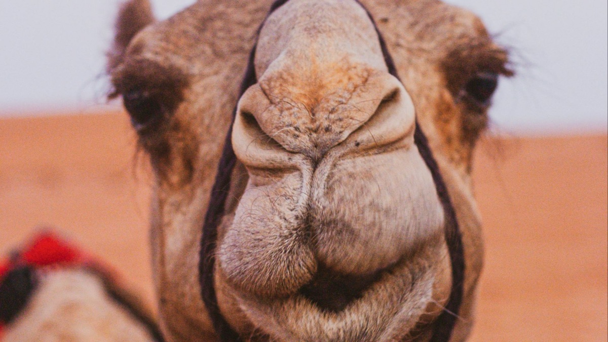 5 Animals That Can Survive In The Desert