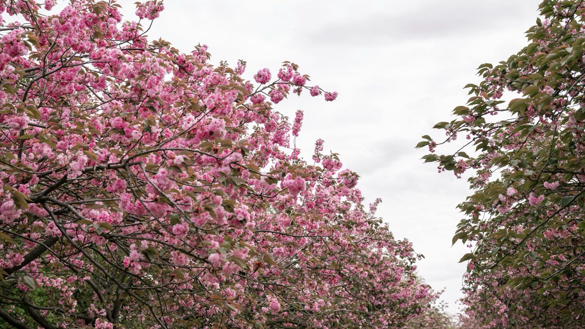 5 Beautiful Trees You Might See In Your Local Park