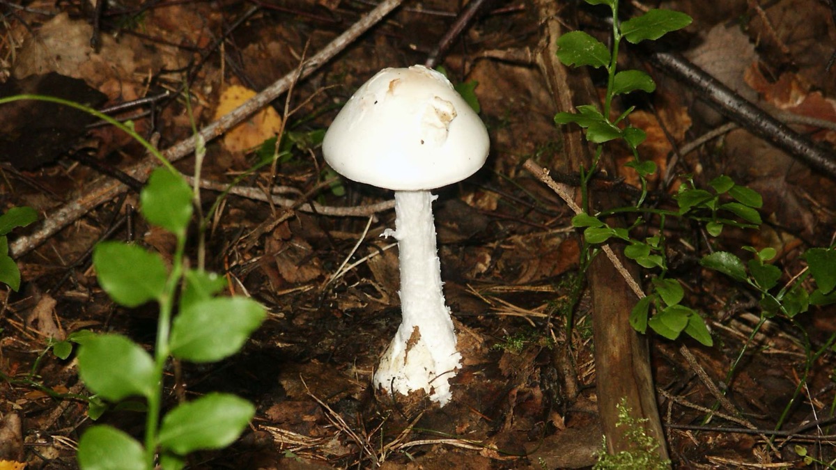 The 5 Most Poisonous Mushrooms In The World