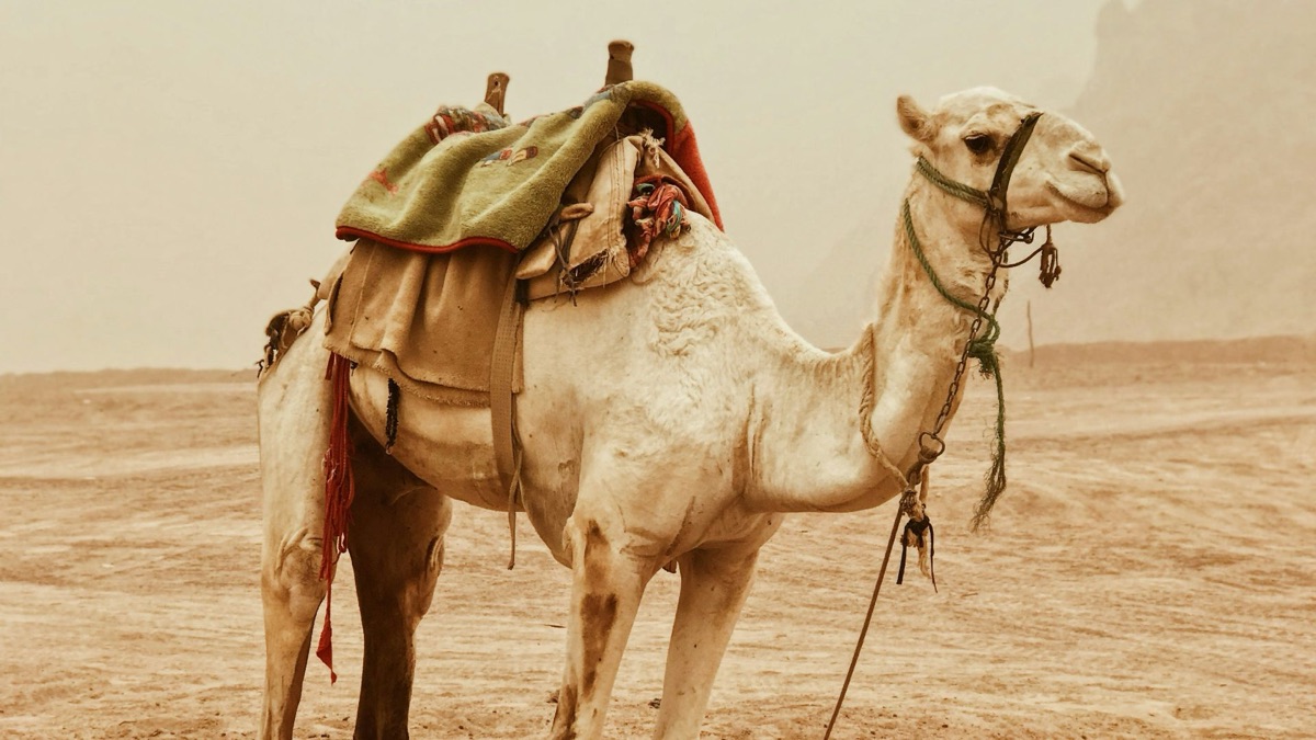 5 Animals That Can Survive In The Desert