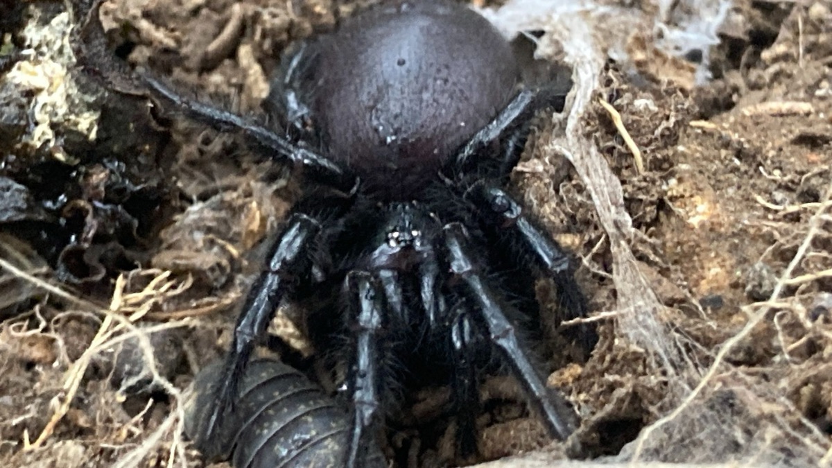 The 5 Scariest Creatures You’ll Only Find In Australia