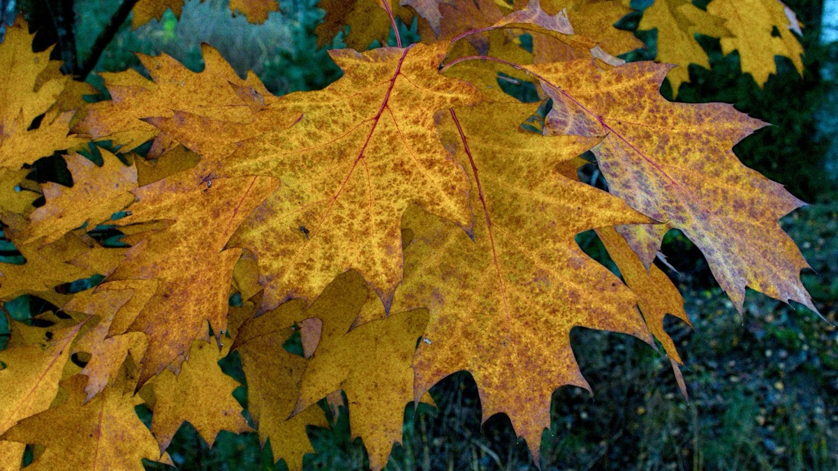 The 5 Most Beautiful Leaves To Add To Your Autumn Collection