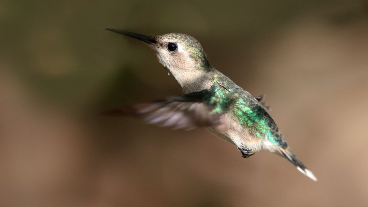 The 5 Smallest Birds You Could Ever Hope To See